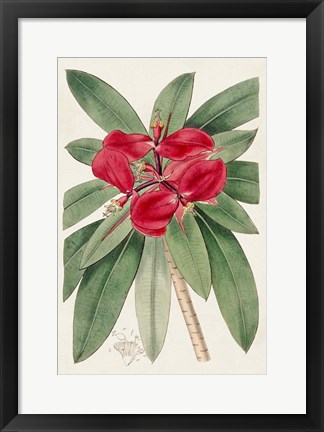 Framed Flora of the Tropics III Print