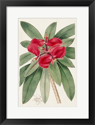 Framed Flora of the Tropics III Print