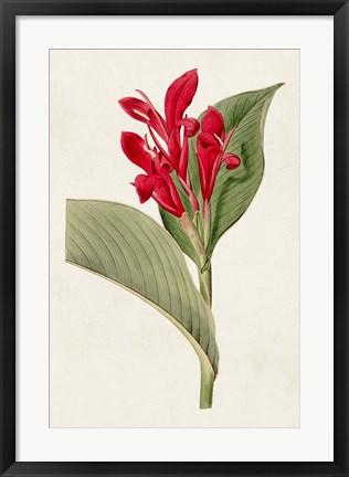 Framed Flora of the Tropics IV Print