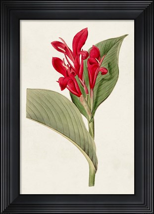 Framed Flora of the Tropics IV Print