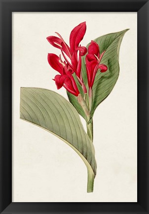 Framed Flora of the Tropics IV Print