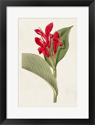 Framed Flora of the Tropics IV Print