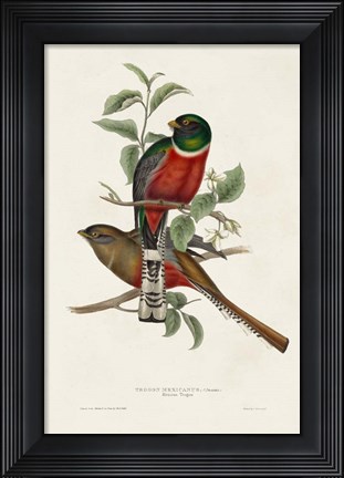 Framed Elegant Trogons I Print