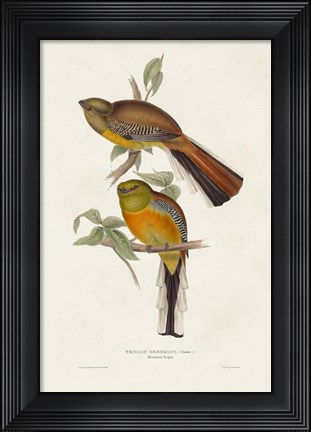 Framed Elegant Trogons II Print