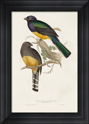 Framed Elegant Trogons III Print