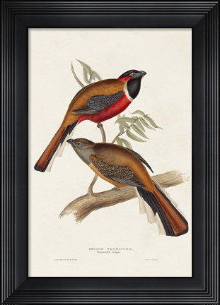 Framed Elegant Trogons IV Print
