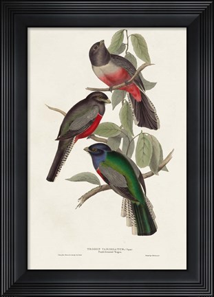 Framed Elegant Trogons V Print