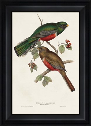 Framed Elegant Trogons VI Print