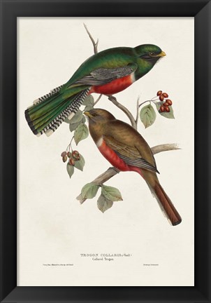 Framed Elegant Trogons VI Print