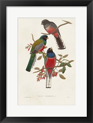 Framed Elegant Trogons IX Print