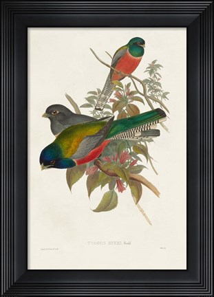 Framed Elegant Trogons VII Print