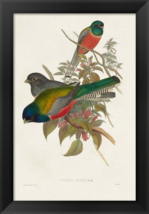 Framed Elegant Trogons VII Print