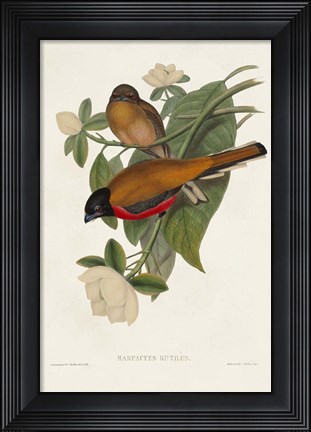 Framed Elegant Trogons VIII Print