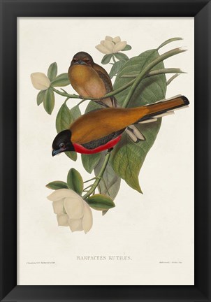 Framed Elegant Trogons VIII Print