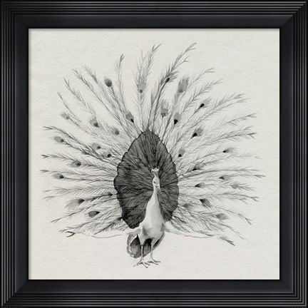 Framed Ebony Plumed Peacock I Print