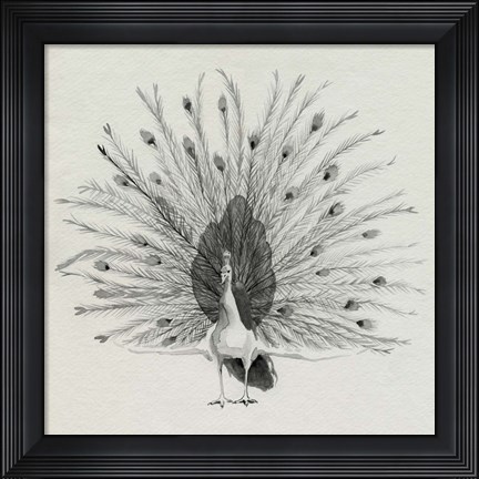 Framed Ebony Plumed Peacock II Print