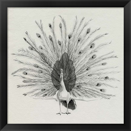 Framed Ebony Plumed Peacock II Print