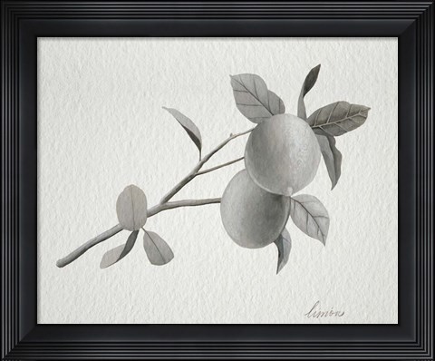 Framed Limonero II Print