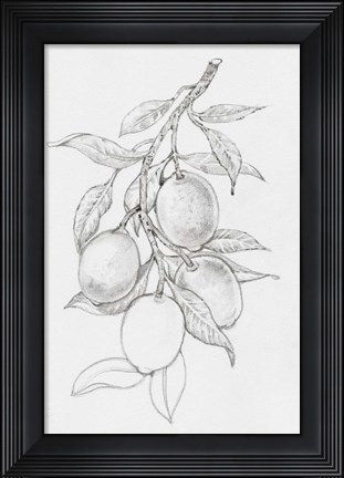 Framed Fruit-Bearing Branch I Print
