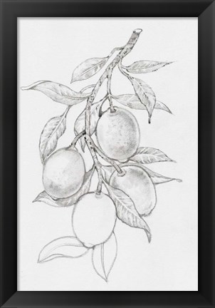 Framed Fruit-Bearing Branch I Print