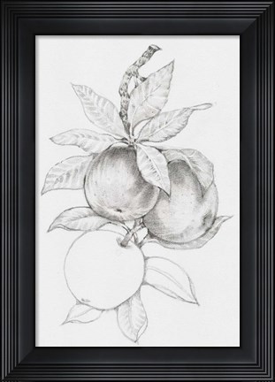 Framed Fruit-Bearing Branch II Print