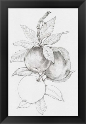 Framed Fruit-Bearing Branch II Print