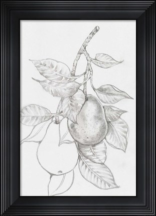 Framed Fruit-Bearing Branch III Print
