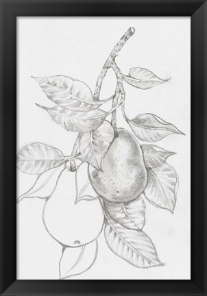 Framed Fruit-Bearing Branch III Print