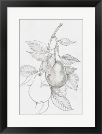 Framed Fruit-Bearing Branch III Print