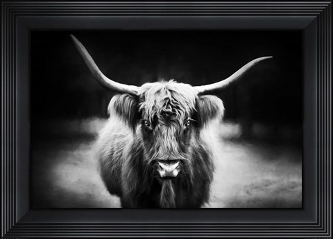 Framed Photography Study Highland Cattle Print