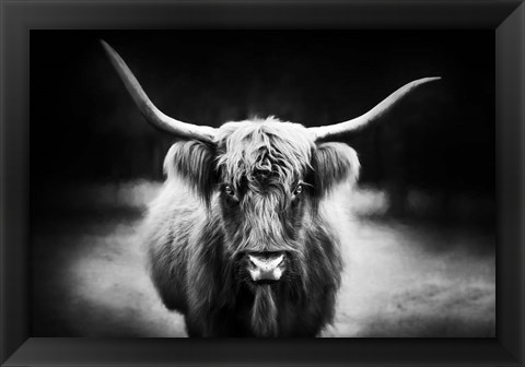 Framed Photography Study Highland Cattle Print
