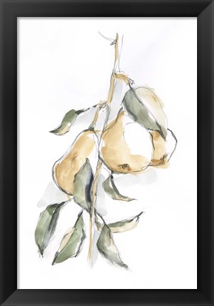 Framed Watercolor Fruit Contour I Print