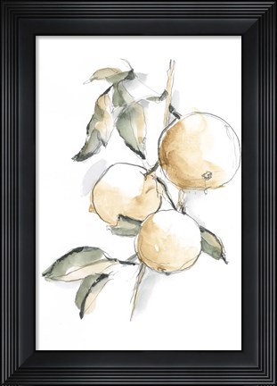 Framed Watercolor Fruit Contour II Print
