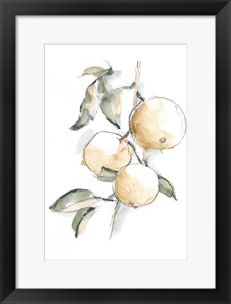 Framed Watercolor Fruit Contour II Print