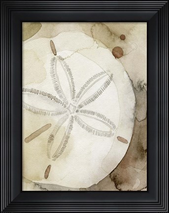 Framed Dry Sand Dollar I Print