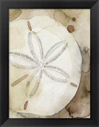 Framed Dry Sand Dollar I Print