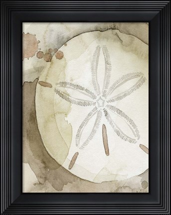 Framed Dry Sand Dollar II Print