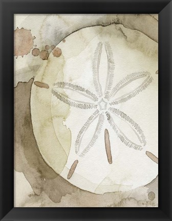 Framed Dry Sand Dollar II Print