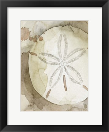 Framed Dry Sand Dollar II Print