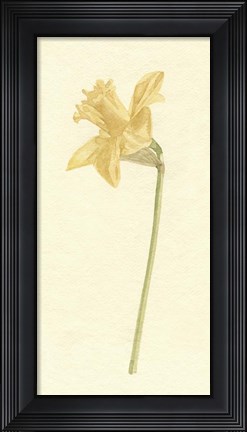 Framed Vintage Daffodil I Print