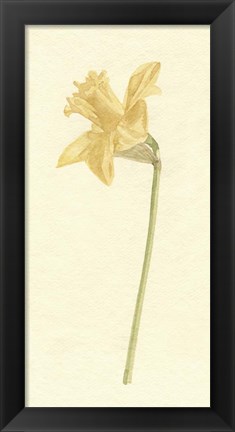 Framed Vintage Daffodil I Print