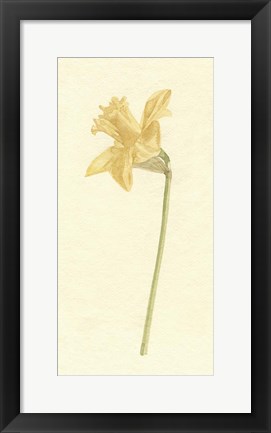 Framed Vintage Daffodil I Print