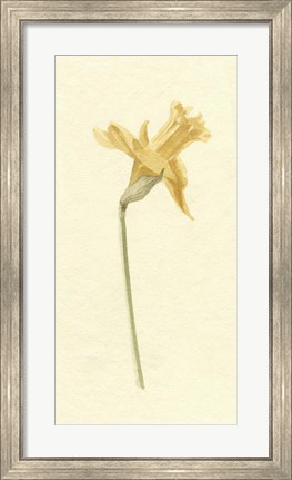 Framed Vintage Daffodil II Print