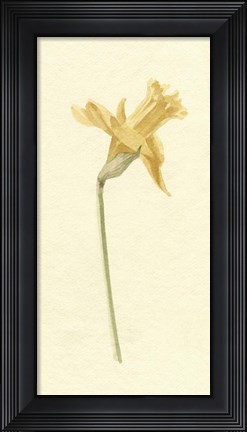 Framed Vintage Daffodil II Print