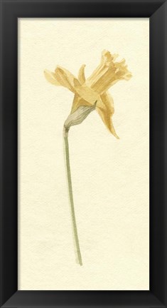 Framed Vintage Daffodil II Print