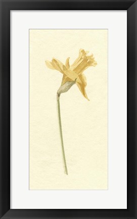 Framed Vintage Daffodil II Print