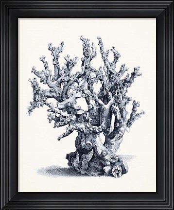 Framed Blue Antique Coral II Print