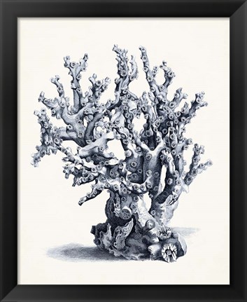 Framed Blue Antique Coral II Print