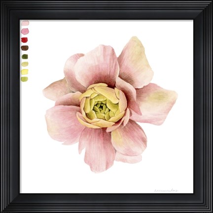 Framed Watercolor Ranunculus Study I Print