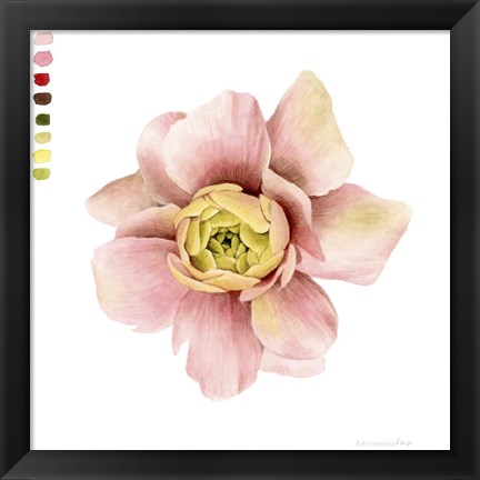 Framed Watercolor Ranunculus Study I Print